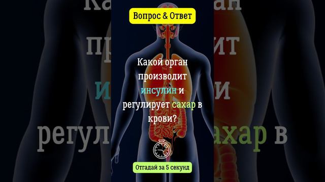 Какой орган производит инсулин и регулирует сахар в крови?  #вопросответ  #москва  #я  #сочи