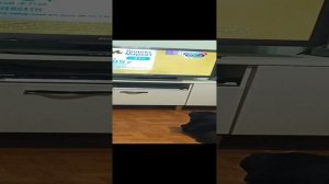 Чара смотрит телевизор ☺