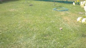 КОСИМ ГАЗОННУЮ ТРАВУ - ВСЕ о ГАЗОННОЙ ТРАВЕ