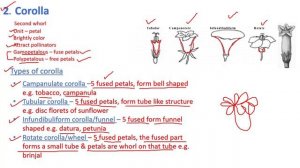 11 PARTS OF FLOWER || MORPHOLOGY OF FLOWERING PLANTS || NEET