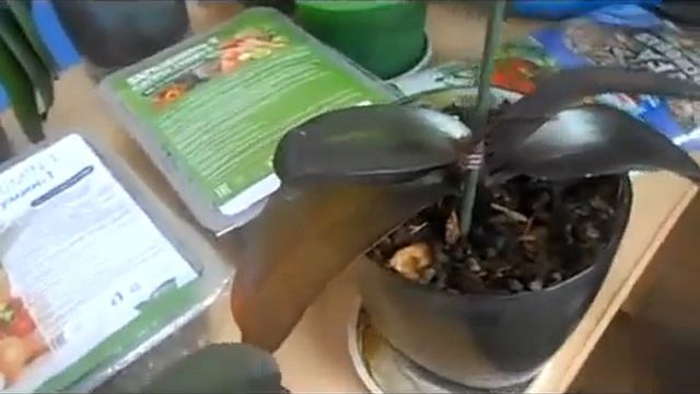 Удобрение вернуло к жизни мои орхидеи! (отзыв) Натуральное удобрение 