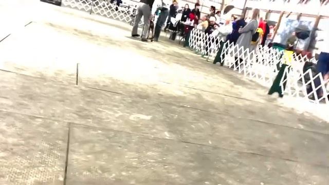 Kin Doberman - Class Female 9-12 months @ BKOC Dog Show on Sept-25-2022 смотреть онлайн