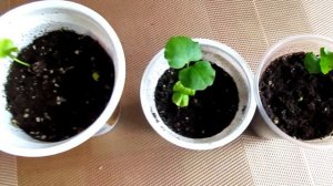 Гибискус древовидный из семян/Hibiscus seed tree/हिबिस्कस के बीज का पेड़