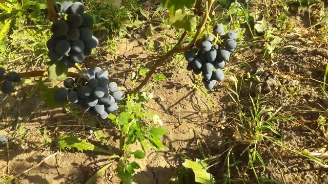 Виноград Брускам.Технический сорт винограда Брускам.Grape varieties
