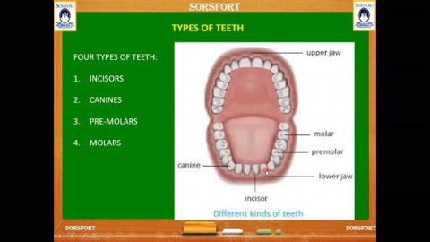 MY TEETH// TYPES OF TEETH// SCIENCE FOR GRADE-4// PART -1