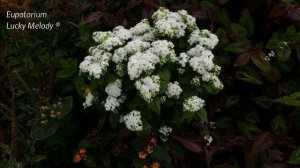 Eupatorium Rugosum Lucky Melody® 4-K