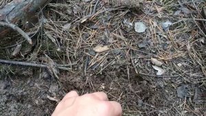 Грибы зеленушки.