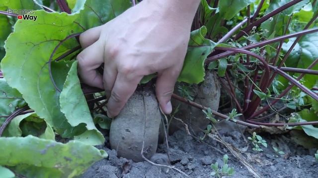 Обязательно Полейте Свеклу В Августе Этим Натуральным Удобрением Корнеплод Вас Приятно Удивит! смотреть онлайн