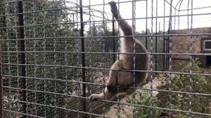 Крошка макака пришел за фиником) Тайган Little macaque came for a date) Taigan