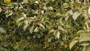 Фруктовые сады Сибири. В саду у Сергея Летуновского.