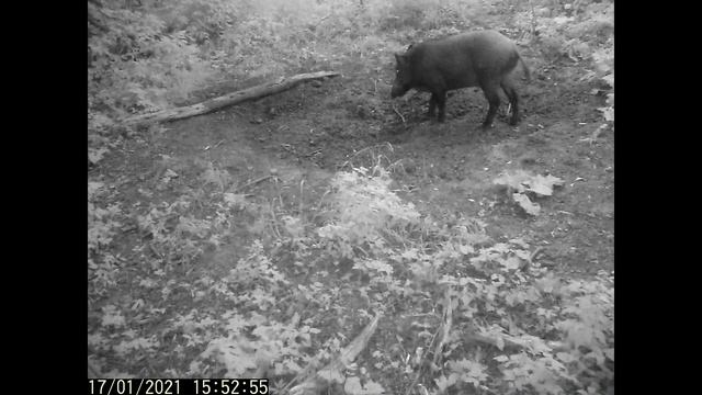 136 17-24 07 2021 ФЛ ЛОси, косуля, пятнистый КАБАН. смотреть онлайн