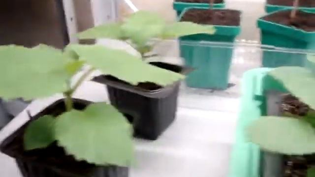 Павловния подрасла. смотреть онлайн