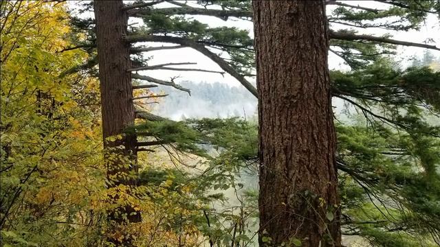 Foggy Forrest Ambient Music смотреть онлайн