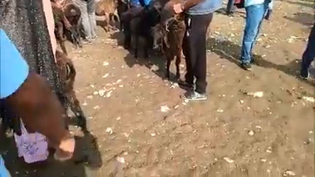 Молбозори пайшанбе