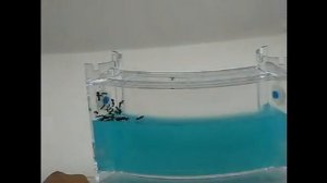 Где купить  муравьев