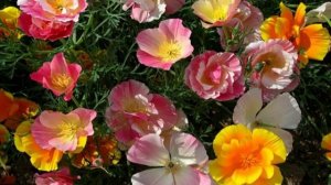 Восемь отличных Однолетников для высадки вдоль Дорожки