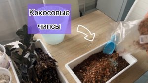 Пересадка замиокулькаса Black Raven