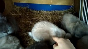 SOS!!! Заболели кролики!( Кролики лысеют!! Что делать?