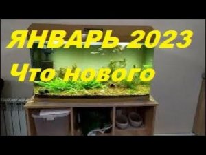Аквановости на январь 2023. (Архив от 29.01.2023)