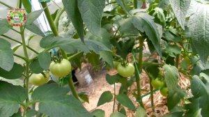 Надо ли удалять листья у помидоров? Как обрезать листья у томатов, чтобы получить ранний урожай