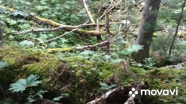 Тайга Хакасия 2019 смотреть онлайн