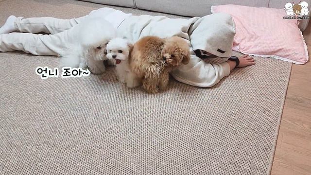 아빠가 쓰러진척했더니 강아지 어이없는 반응!!