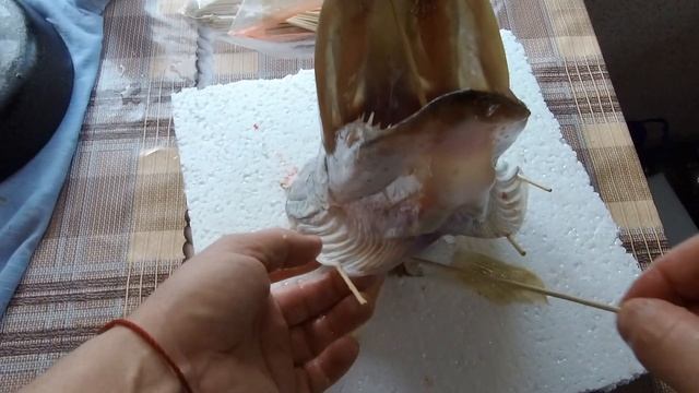 Чучело головы щуки своими руками. Ответы 