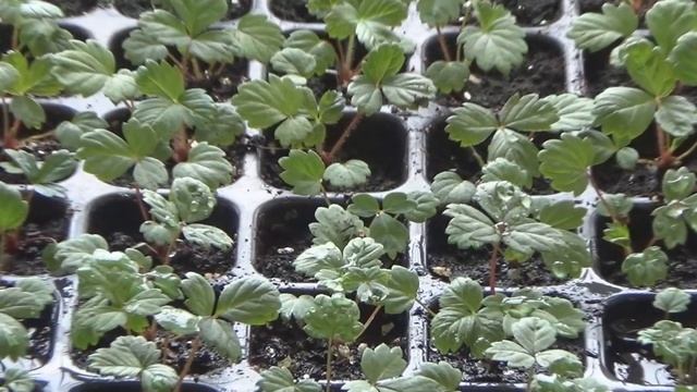 Подкормка рассады зеленым удобрением из листьев герани и меда. Зеленое удобрение в домашних условия