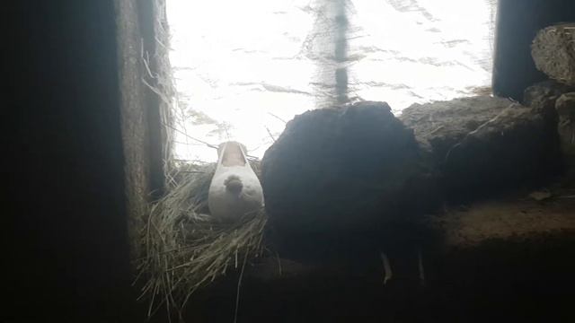 Голуби отложили яйца 11 января.