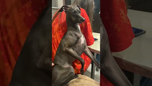 Левретка кайфует от массажа смотреть онлайн