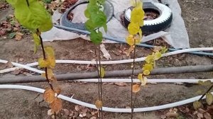 Как вырастить айву из семян.