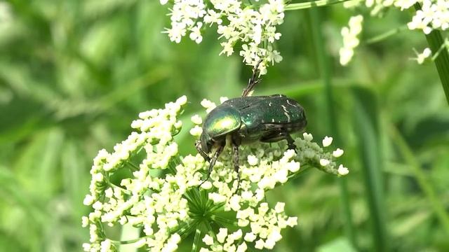 Бронзовка золотистая. ( Cetonia aurata )
