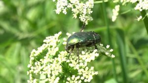 Бронзовка золотистая. ( Cetonia aurata )
