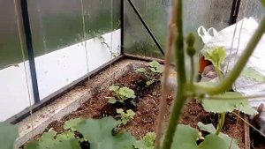 Пасынкование и подвязывание арбуза Лунный и смесь суперранних сортов
