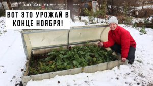 Овощи из-под снега! Собираю урожай в конце ноября / Овощи, которые не боятся морозов