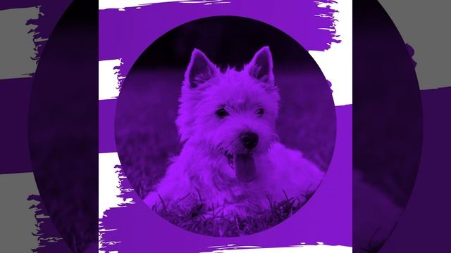 Видения (Стресс собаки) смотреть онлайн