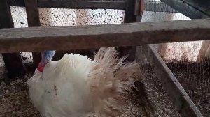 Индюки и куры в вольере.