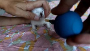 Спасенные КОТЯТА ❤ Нашли на помойке маленьких слепых котят