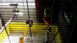 Кенар поет оражевый