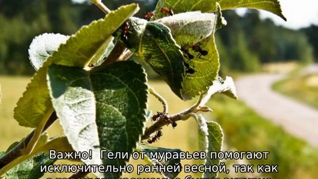 Муравьи на яблоне как бороться смотреть онлайн