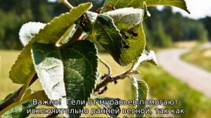 Муравьи на яблоне как бороться