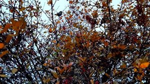 В городе тихая осень...