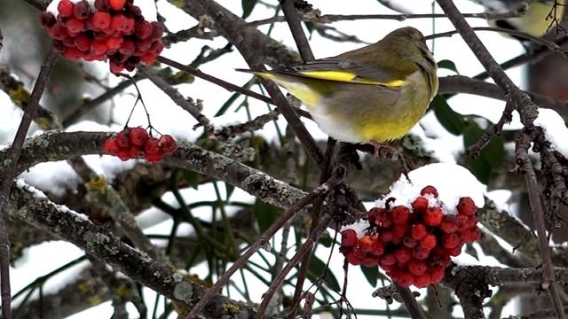Зеленушка Carduelis chloris или лесная канарейка / зеленушка певчая птица / зеленушки на кормушке
