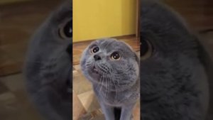 Говорящий кот, зовет Галю!!!