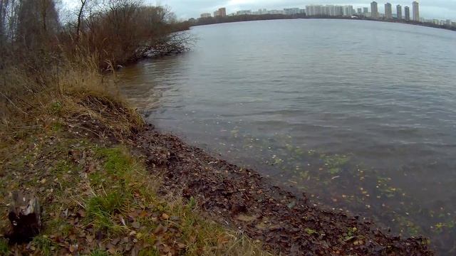 ?Московская прогулка по осеннему лесу//Строгинская пойма//Москва//Строгино//Щукино// смотреть онлайн