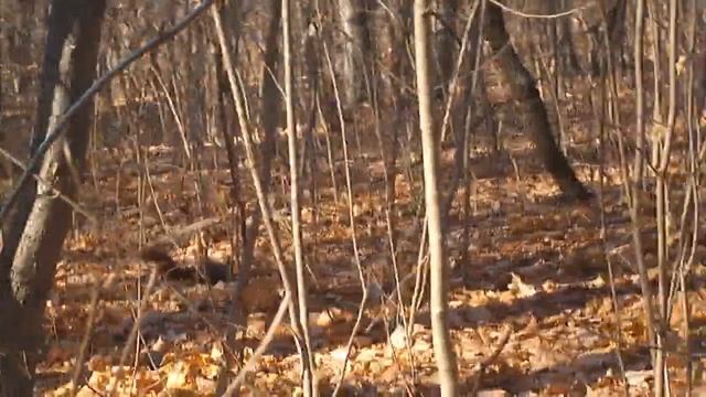 улочки белгородские и что едят белки смотреть онлайн