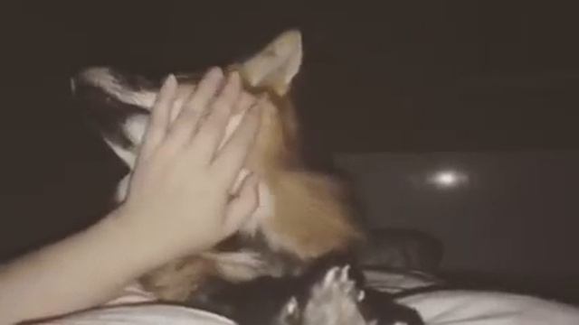 Домашняя лиса Герда смотреть онлайн