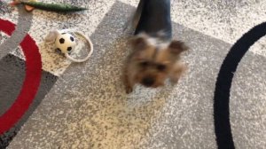 🐶«АЙСИ НАША БАНДА»🐶/Йоркширский терьер/Приколы с животными/Смешные Собаки.