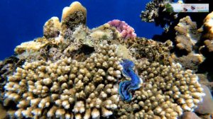 Выпуск №4. Египет-Egypt. Отель The Grand Hotel Sharm El Sheikh -  отельный пляж и коралловый риф