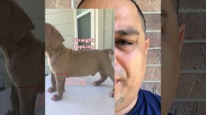 ?What To Look For When Purchasing or Buying An ?American Bully Puppy?